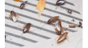 Cockroach Treatment
