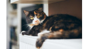 Central Heating Treatments