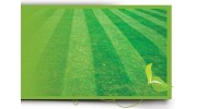 Lawn Cutting