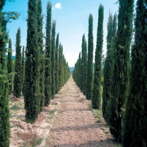 Conifers