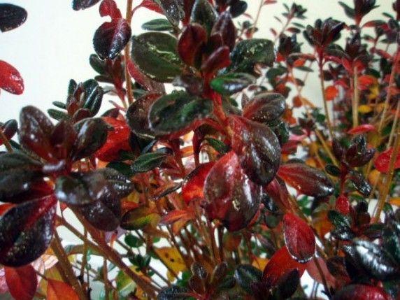 Shrubs