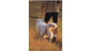 One-to-One Dog Training