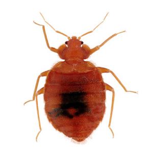 Bedbug Control Glasgow