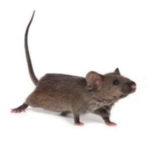 Mouse Control Glasgow