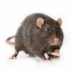 Rat Control Glasgow