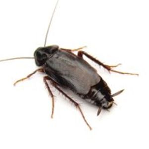 Cockroach Control Glasgow