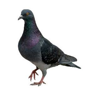 Feral Pigeon